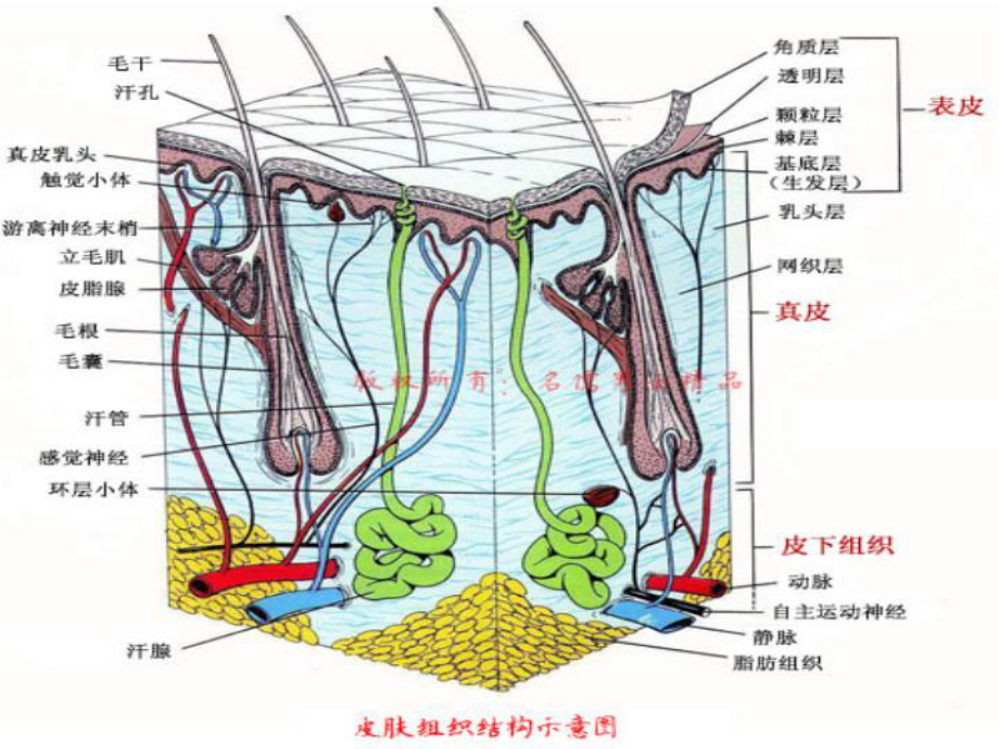 手足癣防治专题知识宣教培训课件.ppt_第2页