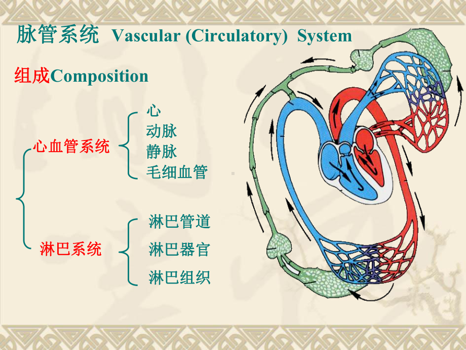 心血管系统-课件.ppt_第3页