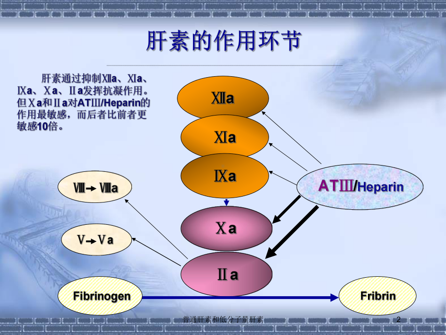 普通肝素和低分子量肝素培训课件.ppt_第2页