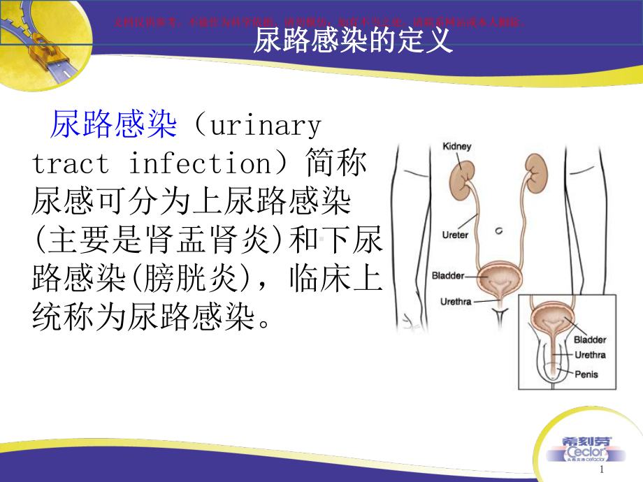 尿路感染专业知识讲解培训课件.ppt_第1页