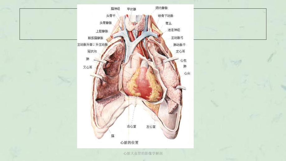 心脏大血管的影像学解剖课件.ppt_第3页