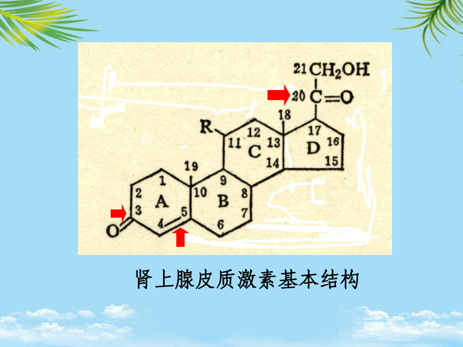 教培用药理学肾上腺皮质激素类药物课件.ppt_第3页