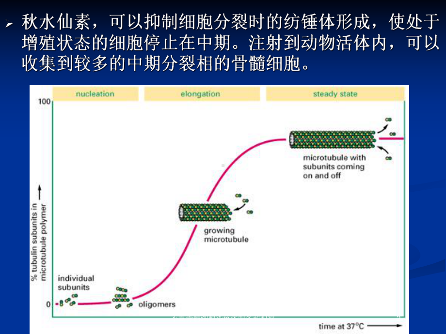 小鼠骨髓细胞染色体制备和观察培训课件.ppt_第2页