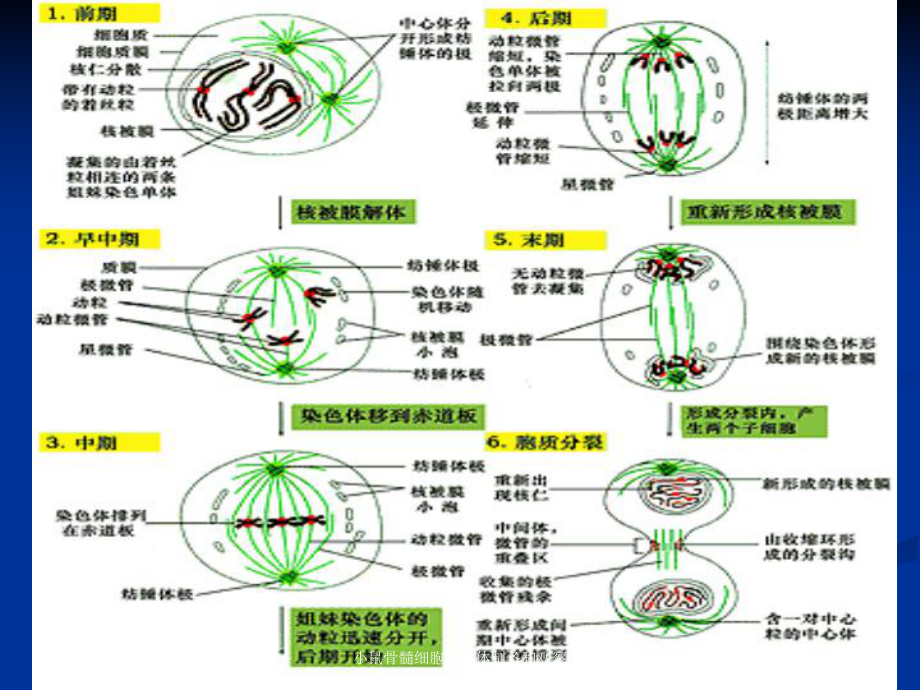 小鼠骨髓细胞染色体制备和观察培训课件.ppt_第3页