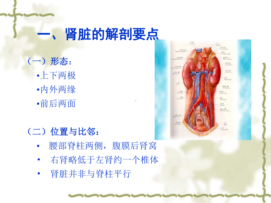 正常肾脏的超声诊疗讲义课件.ppt_第2页