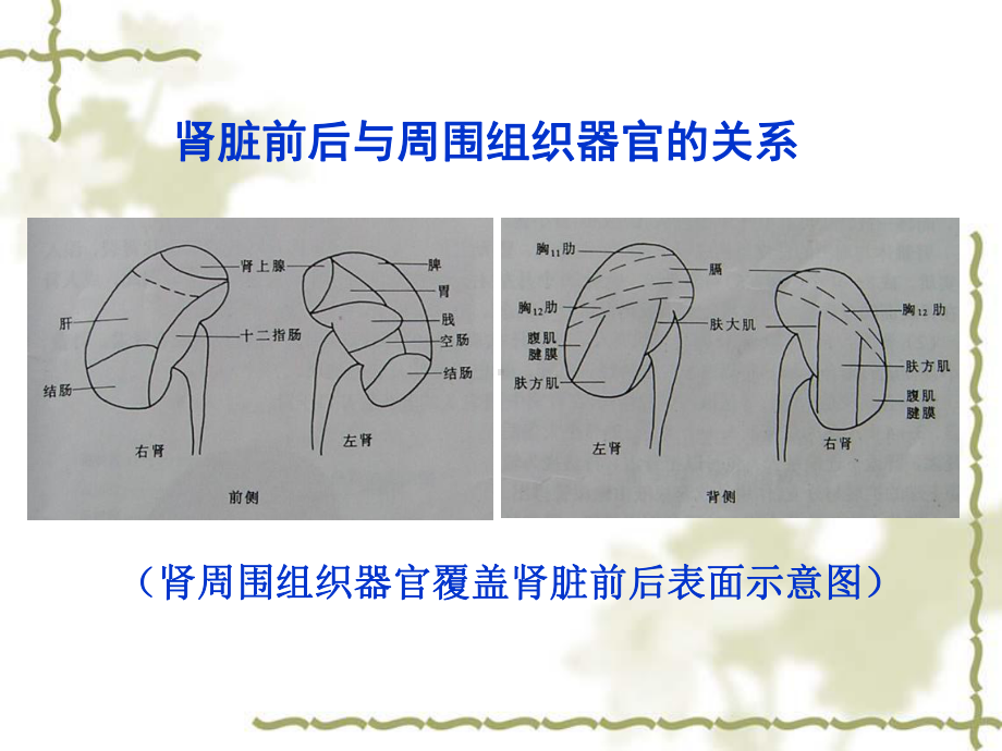 正常肾脏的超声诊疗讲义课件.ppt_第3页