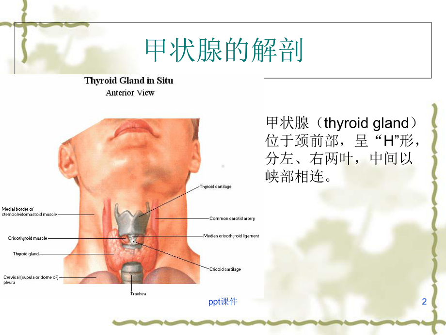 甲状腺病变的影像学表现-课件.ppt_第2页