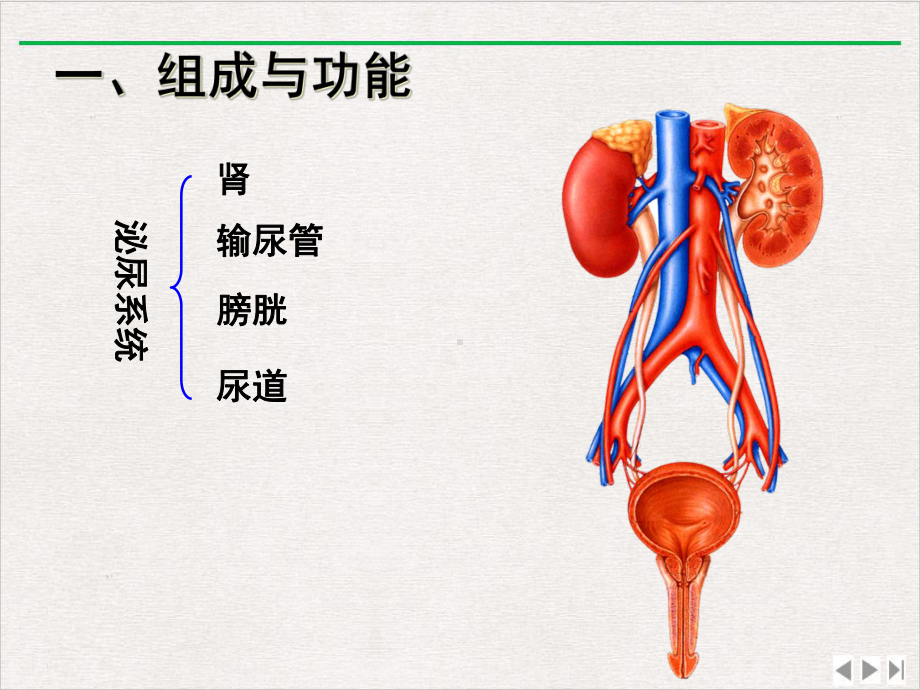 泌尿系科普知识讲座课件-3.ppt_第3页