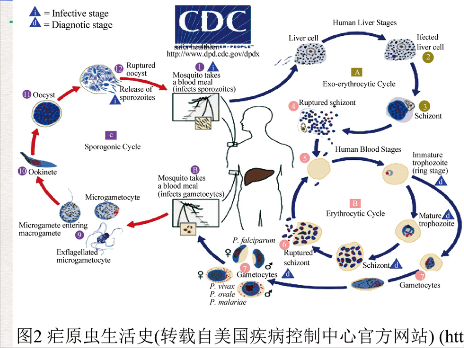 疟疾讲座传染病学精选课件.pptx_第2页