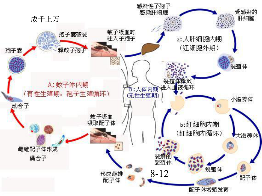 疟疾讲座传染病学精选课件.pptx_第3页