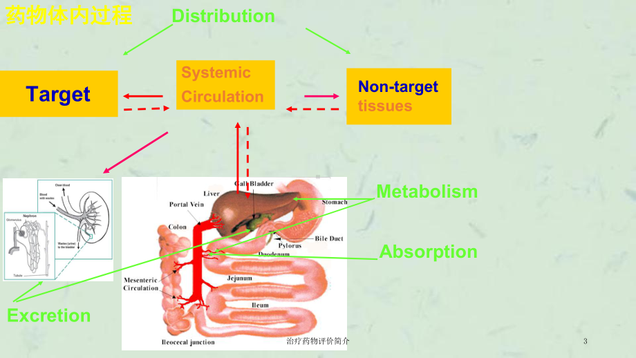 治疗药物评价简介课件.ppt_第3页