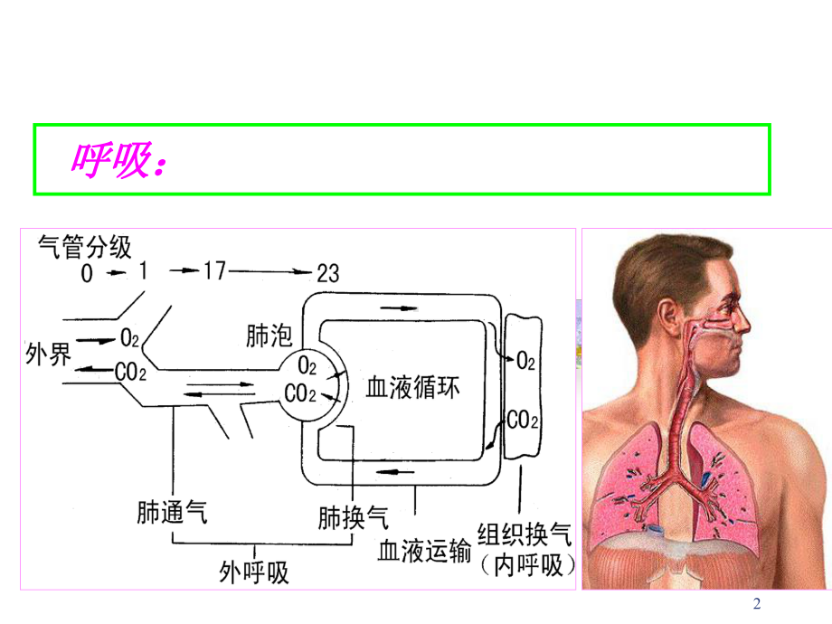 概述呼吸机体与外界环境之间的气体交换过程呼吸全培训课件.ppt_第2页