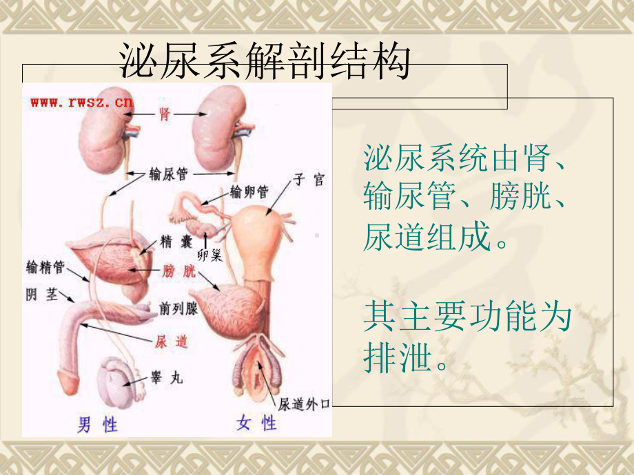 泌尿系结石的饮食宣教培训课件.ppt_第2页