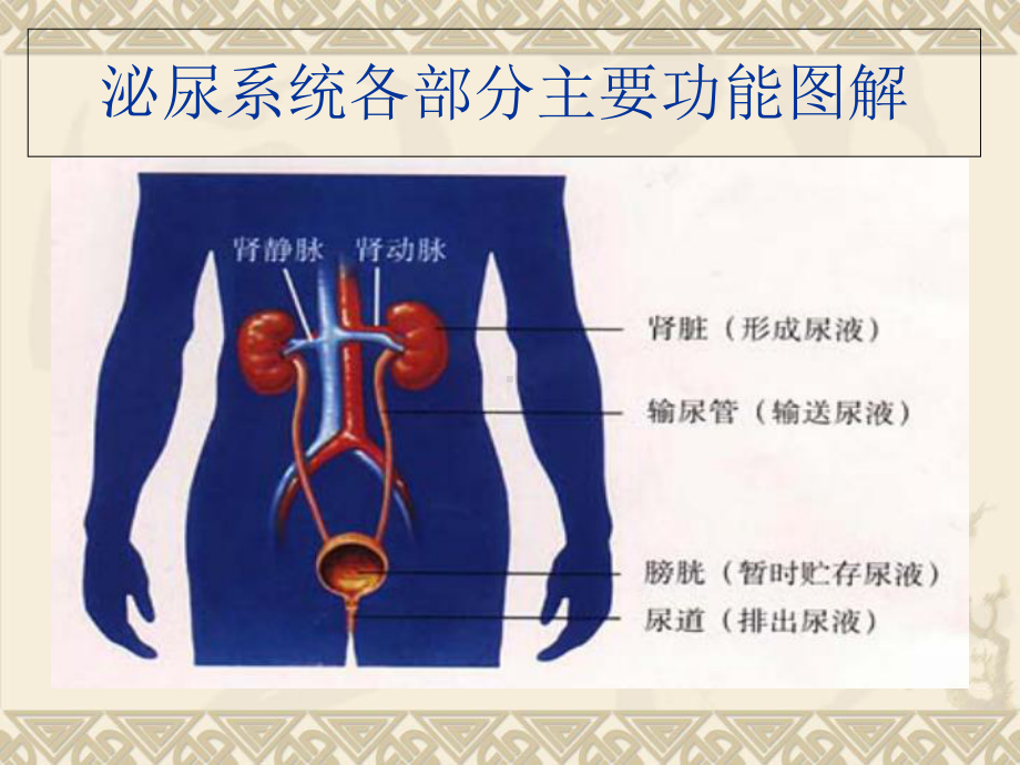 泌尿系结石的饮食宣教培训课件.ppt_第3页