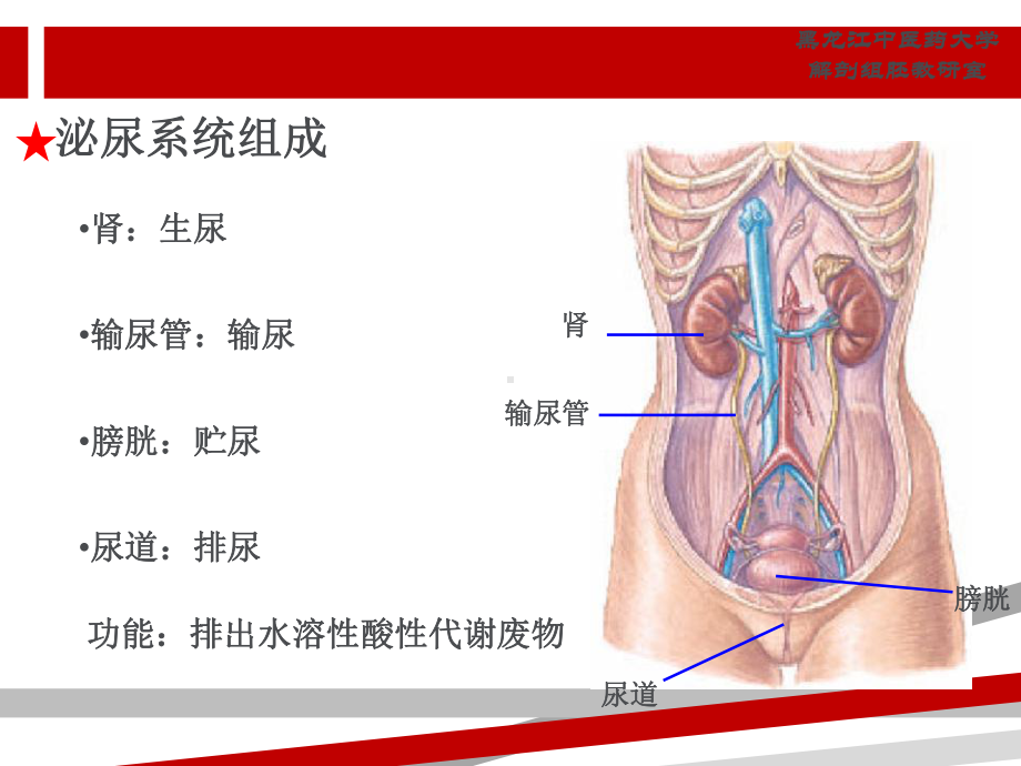 正常人体解剖学第四章泌尿系统课件.ppt_第2页