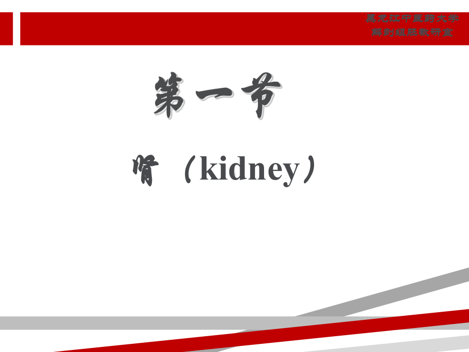 正常人体解剖学第四章泌尿系统课件.ppt_第3页