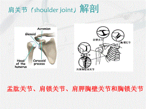 浅述肩痛疾病诊断治疗课件-2.pptx