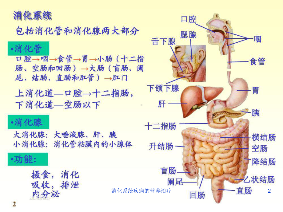 消化系统疾病的营养治疗培训课件.ppt_第2页