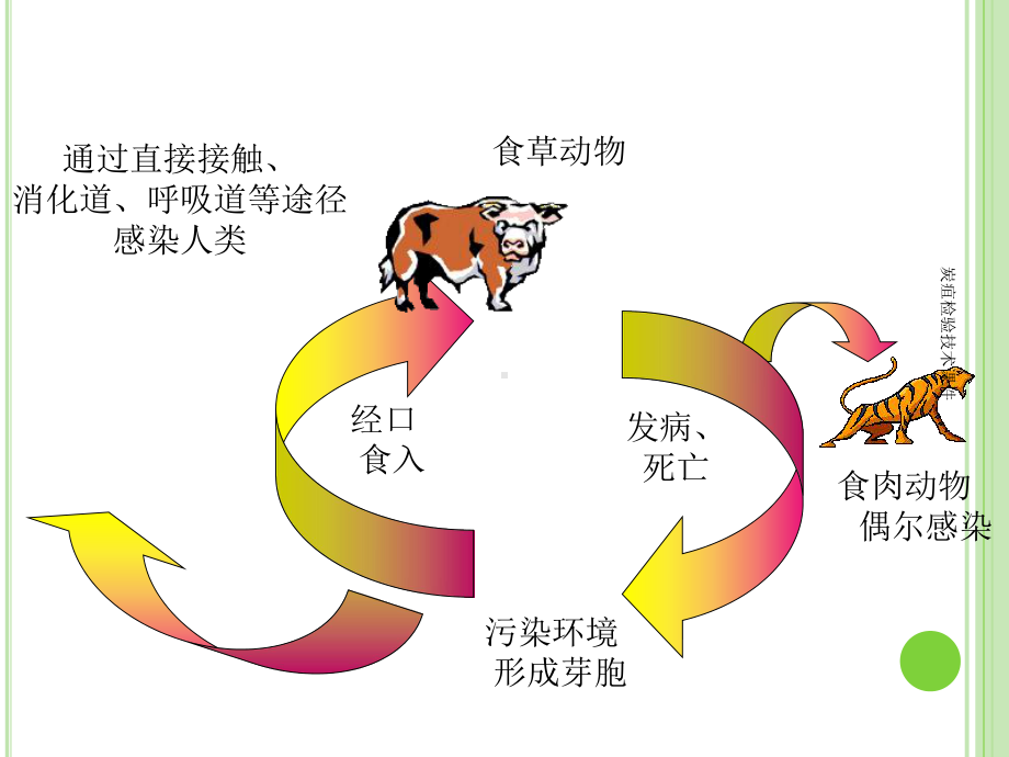 炭疽检验技术课件.ppt_第3页