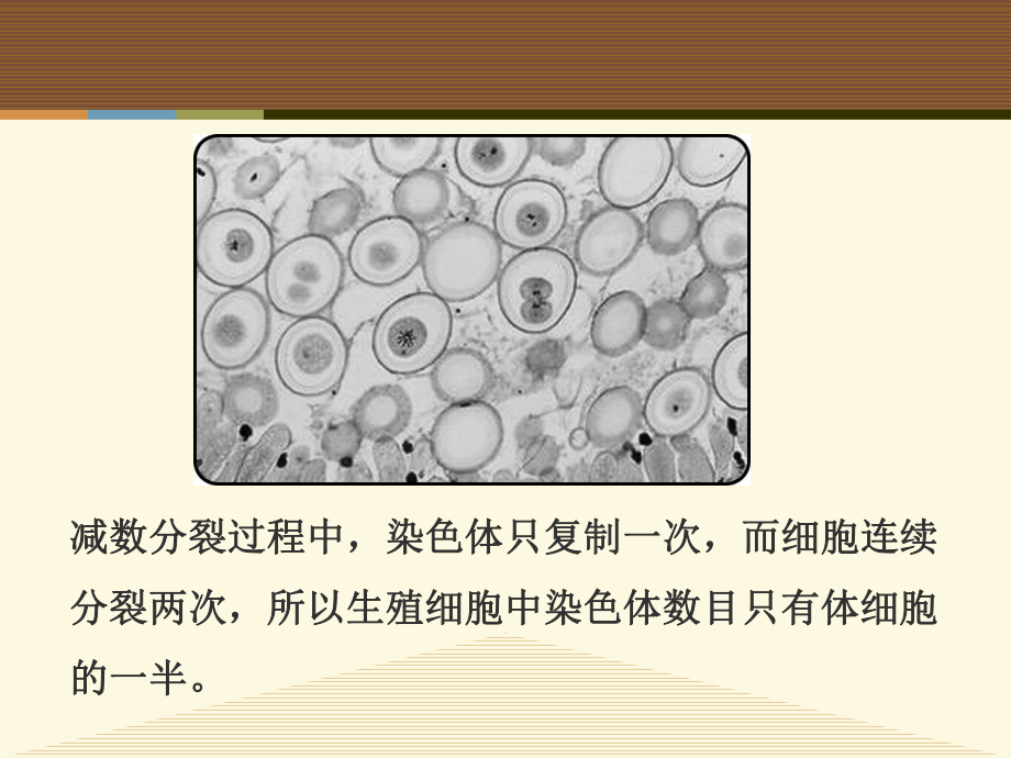 浙科版必修2-减数分裂中的染色体行为-课件(23张).pptx_第2页