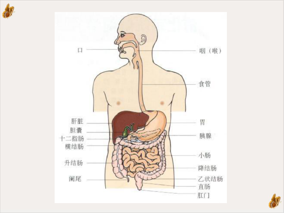 病毒性肝炎的发病原理及治疗教材课件.pptx_第3页