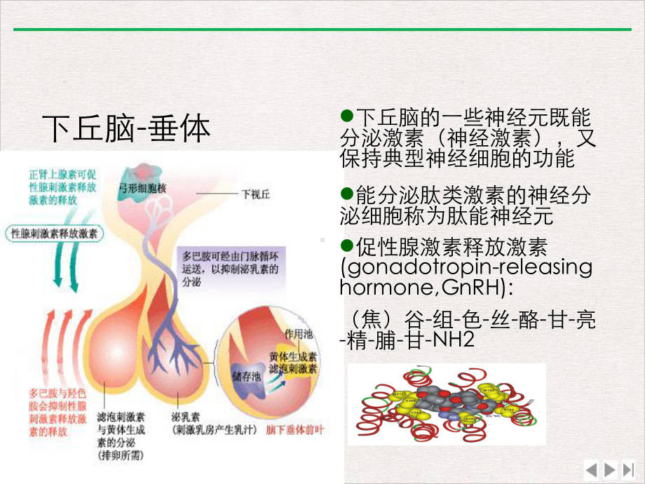 激素测定与妇科内分泌某协和郁琦课件.ppt_第3页