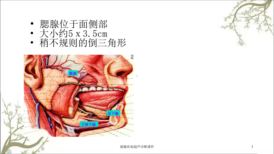 涎腺疾病超声诊断课件.ppt_第3页