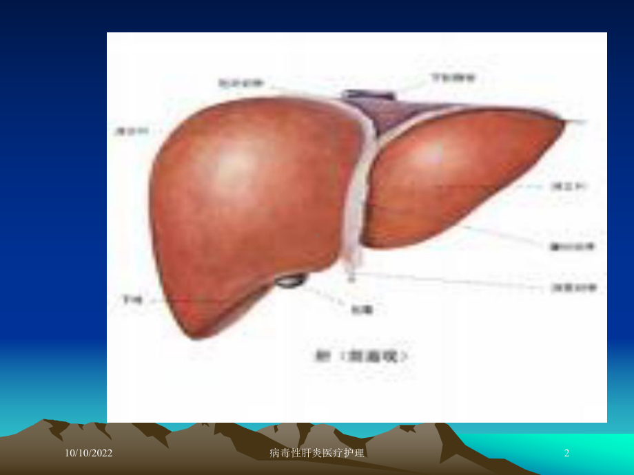 病毒性肝炎医疗护理培训课件.ppt_第2页