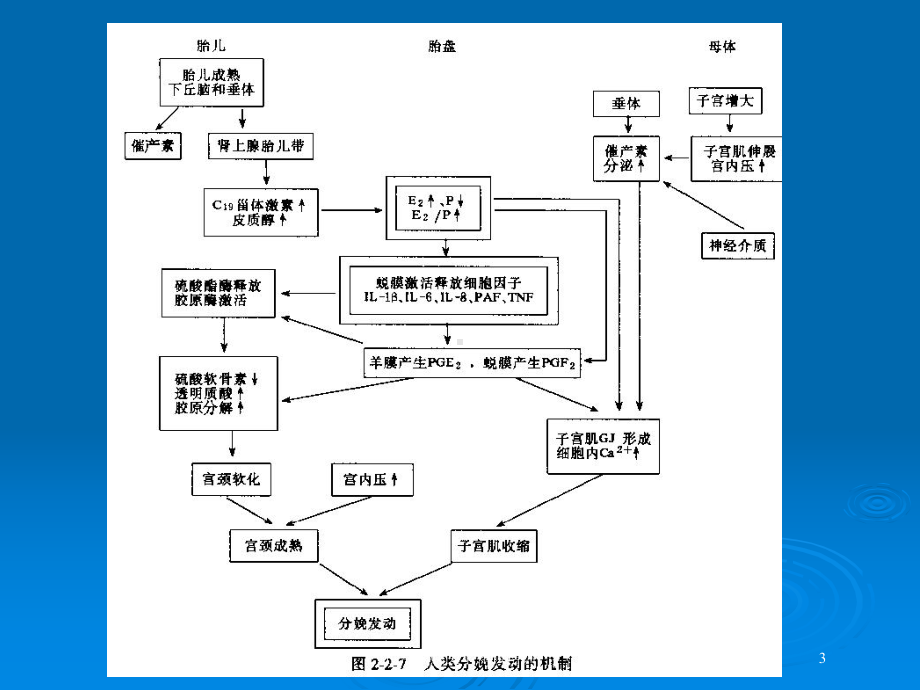 正常分娩医学知识培训培训课件.ppt_第3页