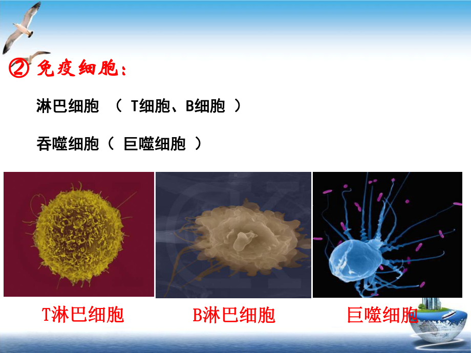 特异性反应免疫应答WKB培训课件.pptx_第1页