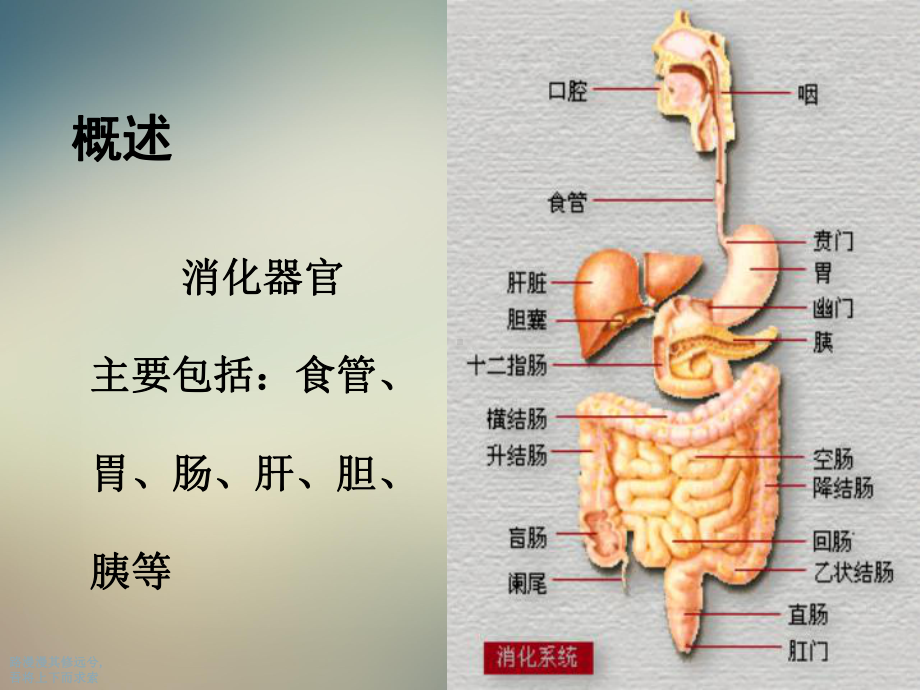 消化系统疾病医疗及患者护理管理知识分析课件.ppt_第2页