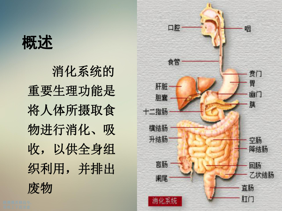 消化系统疾病医疗及患者护理管理知识分析课件.ppt_第3页