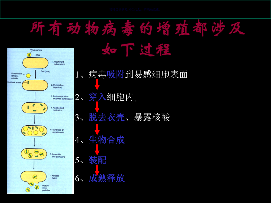 病毒的复制主题医学知识课件.ppt_第1页