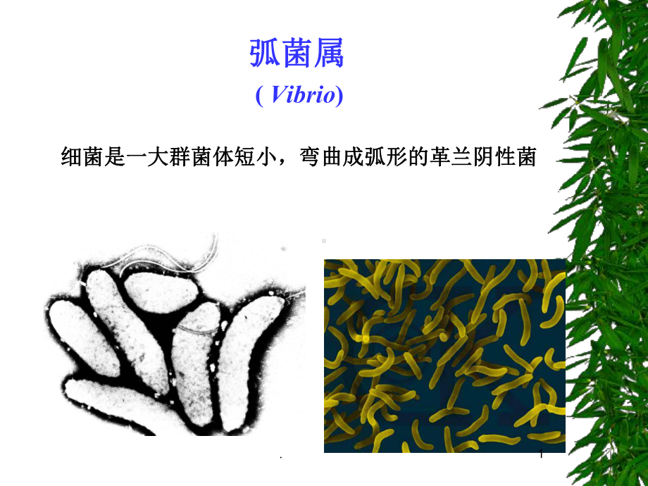 病原微生物之弧菌霍乱-副溶血课件.ppt_第1页