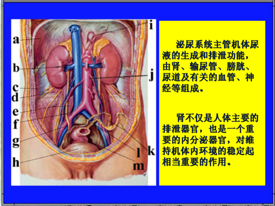 泌尿系总论医学知识讲座培训课件.ppt_第1页