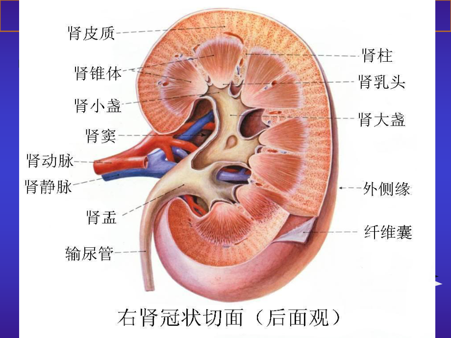 泌尿系总论医学知识讲座培训课件.ppt_第2页