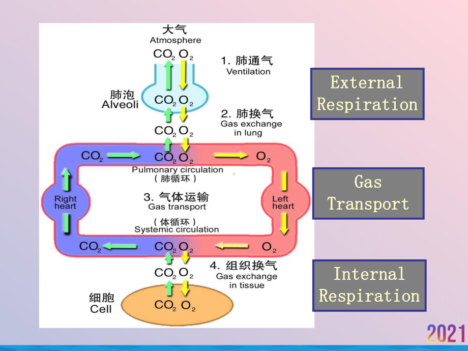 病理生理学肺功能不全课件.ppt_第3页