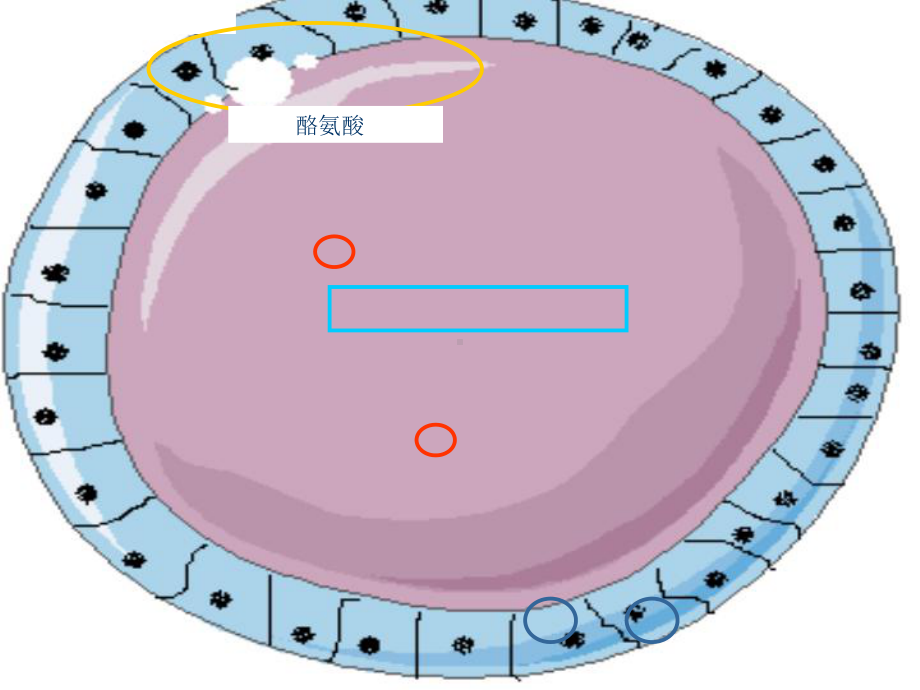 甲状腺生理基础课件.ppt_第3页