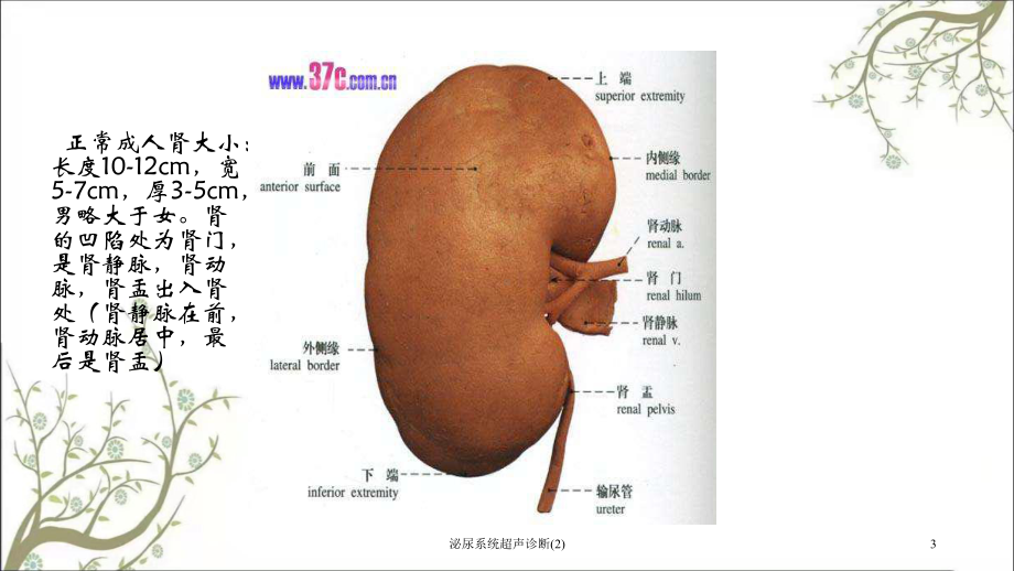 泌尿系统超声诊断课件2.ppt_第3页