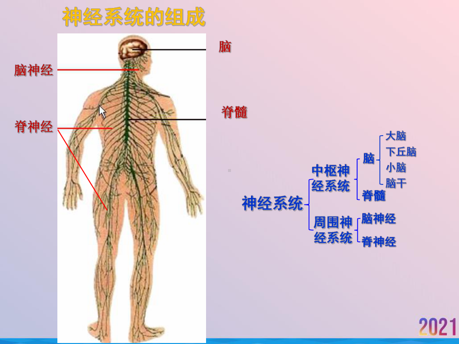 生物三通过神经系统的调节课件.ppt_第2页