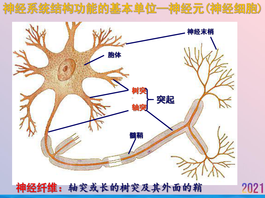 生物三通过神经系统的调节课件.ppt_第3页