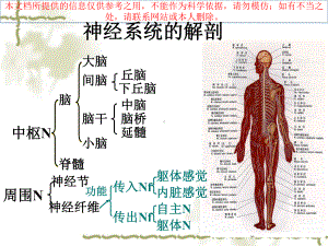 生理学神经系统培训课件.ppt