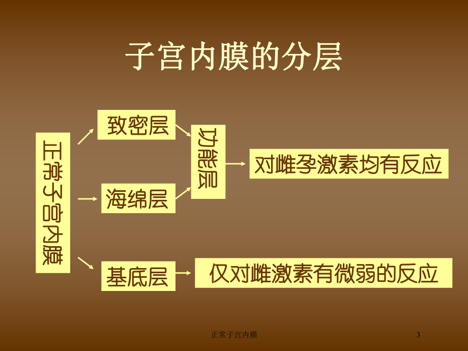 正常子宫内膜培训课件.ppt_第3页