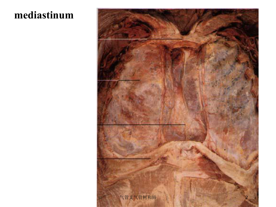 气管支气管树和肺培训课件.ppt_第2页