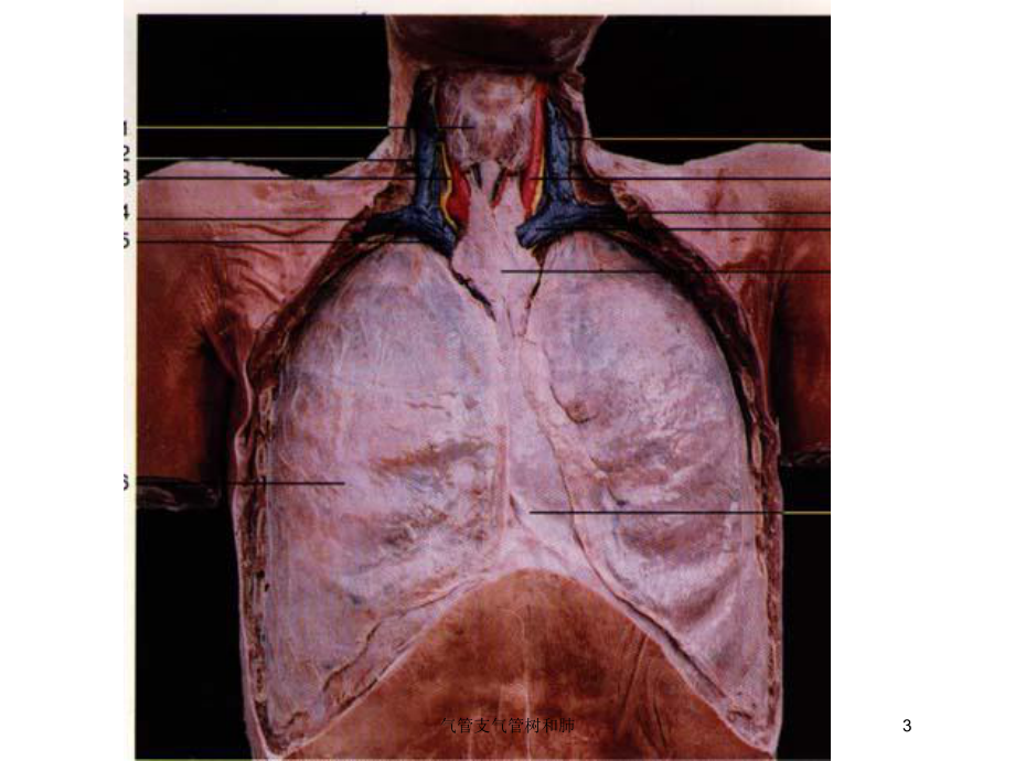气管支气管树和肺培训课件.ppt_第3页