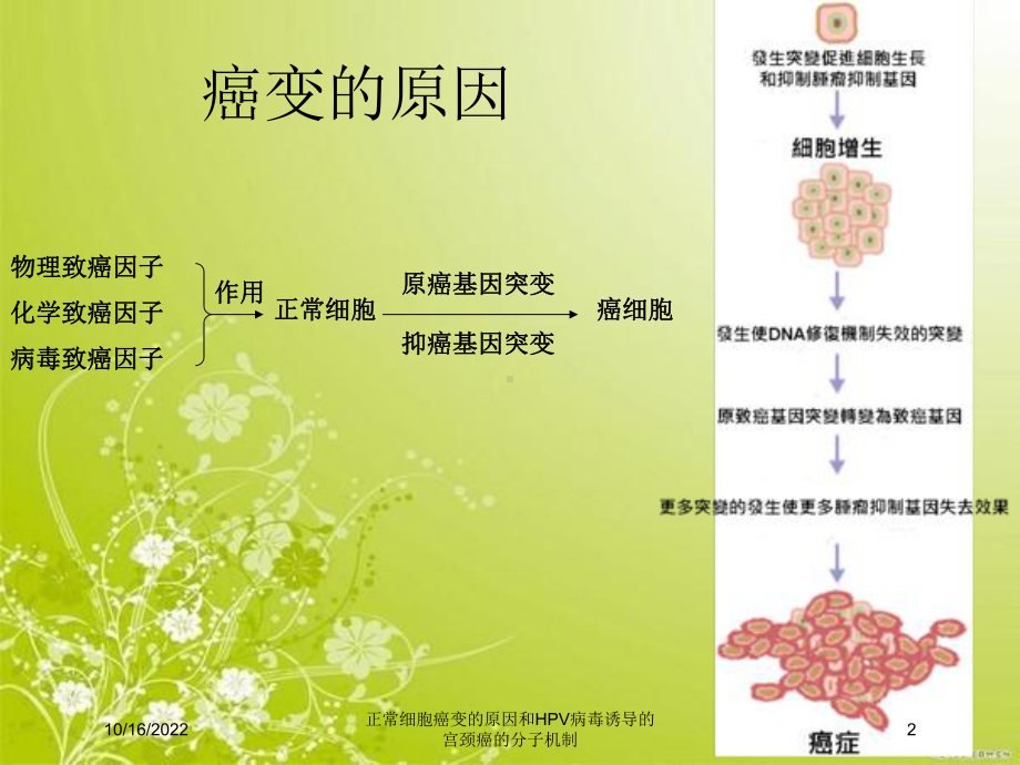 正常细胞癌变的原因和HPV病毒诱导的宫颈癌的分子机制培训课件.ppt_第2页