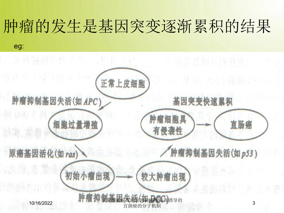 正常细胞癌变的原因和HPV病毒诱导的宫颈癌的分子机制培训课件.ppt_第3页