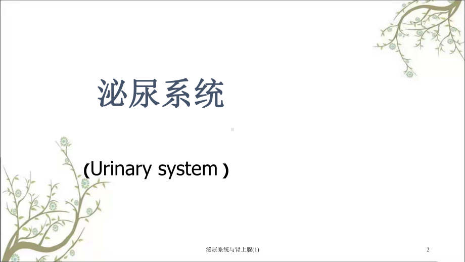 泌尿系统与肾上腺课件1.ppt_第2页