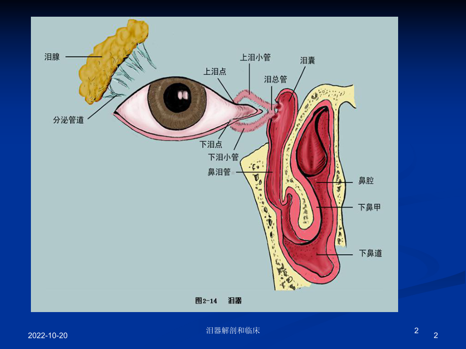 泪器解剖和临床培训课件.ppt_第2页