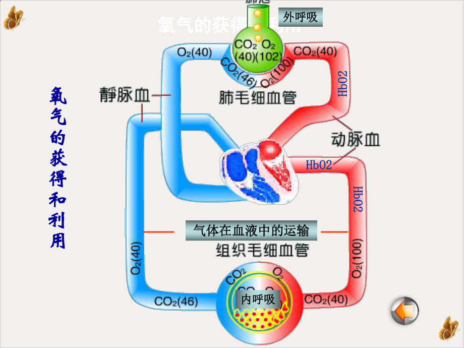 病理生理学缺氧课件.pptx_第3页